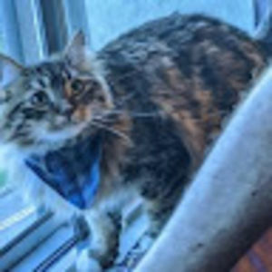 Meet your Posher, Monique